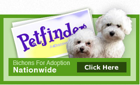 Bichons For Adoption By Nationwide Click Here