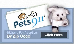 Bichons For Adoption By Nationwide Click Here