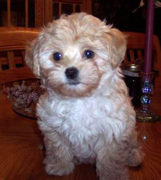 Shih+tzu+poodle+mix+puppies+for+sale+mn